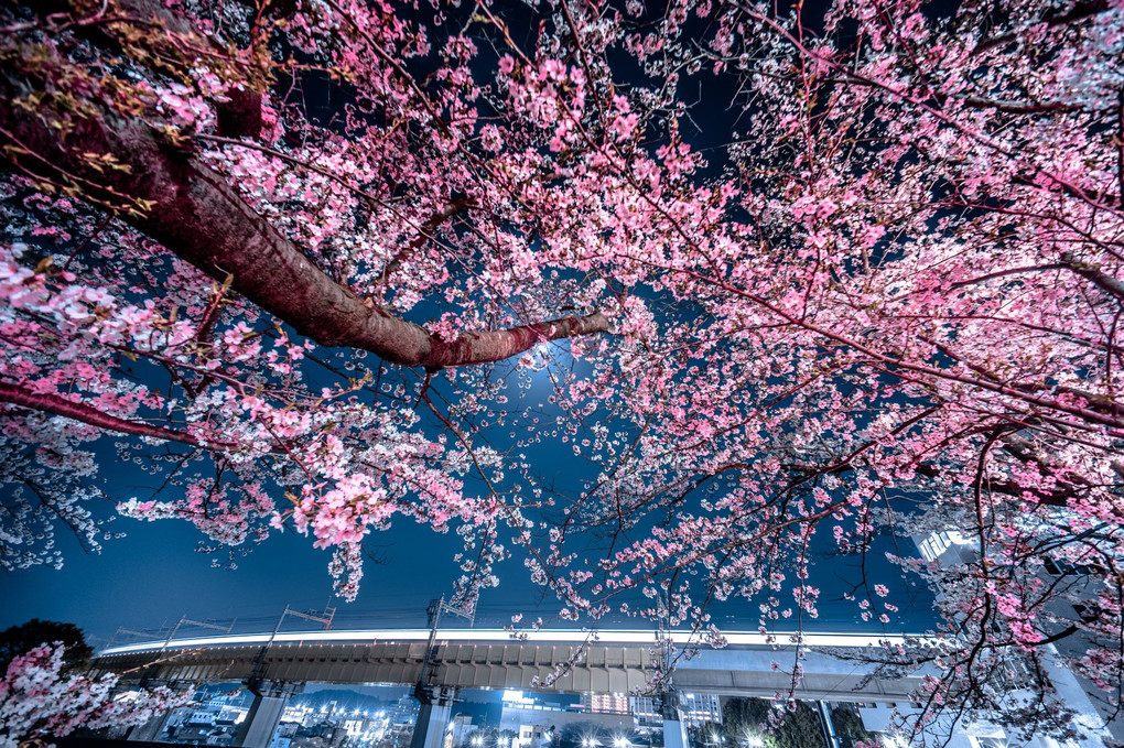 桜の国