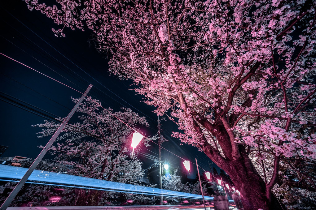 桜の国