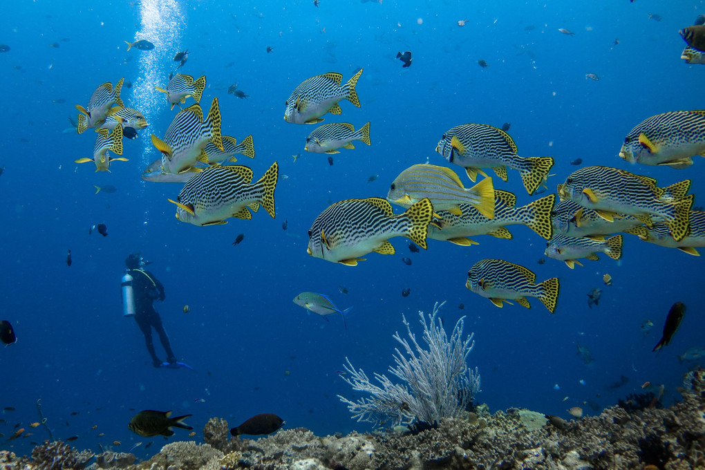 巨大魚探し