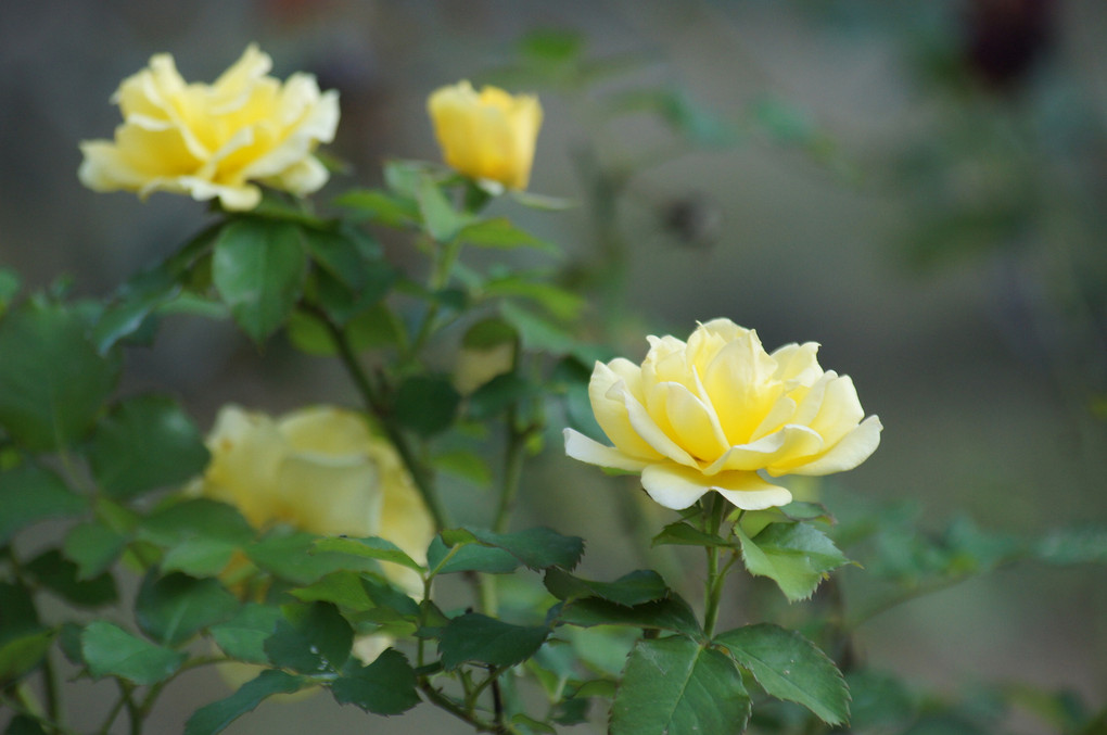 lemon yellow Rosa