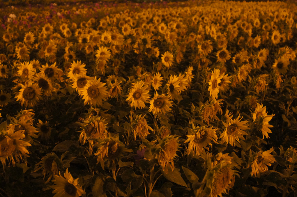 夜ひまわり