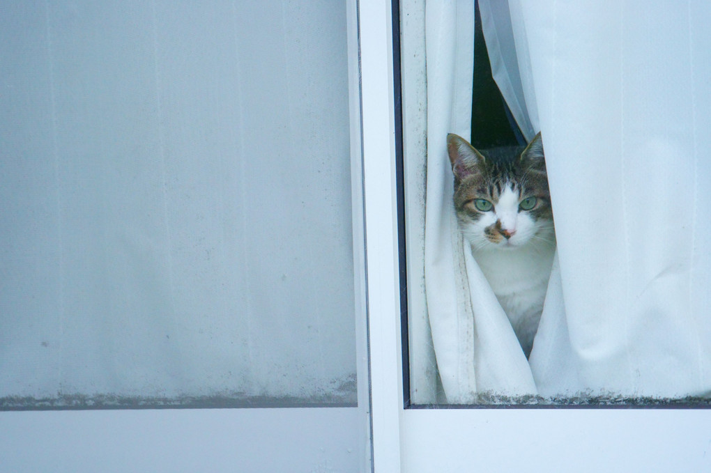 梅雨明けの窓猫 