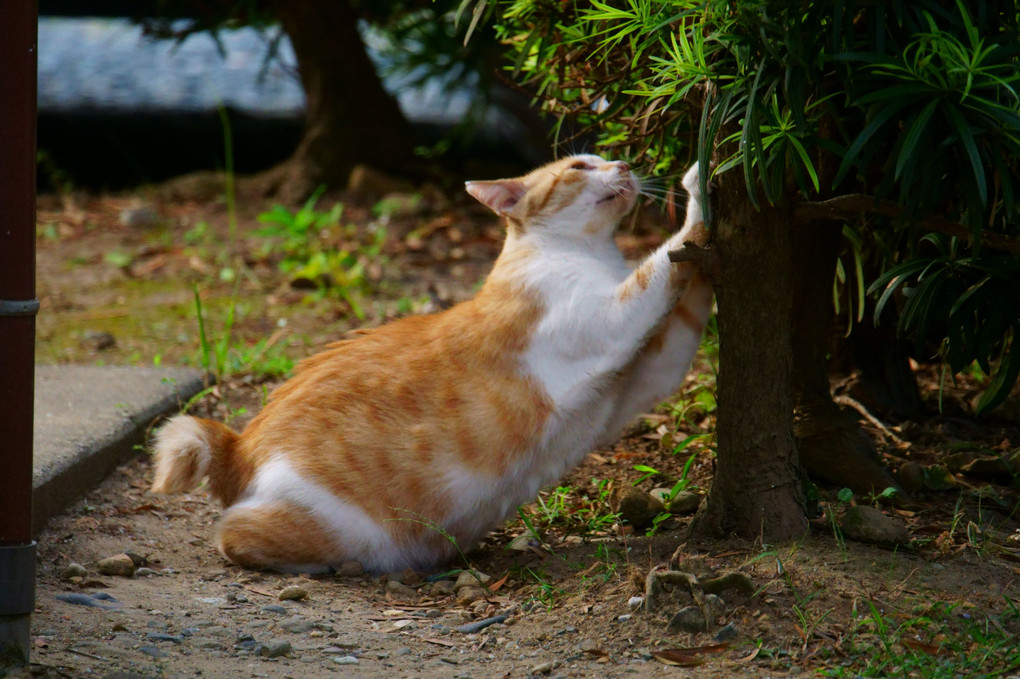 朝の爪とぎ