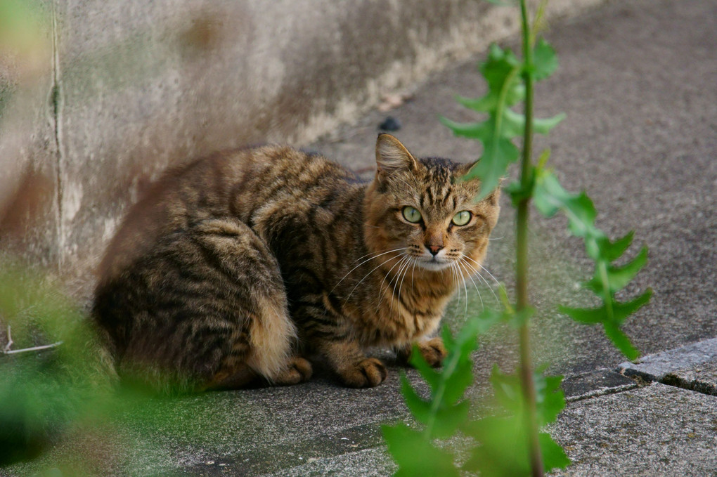 トラネコニャ