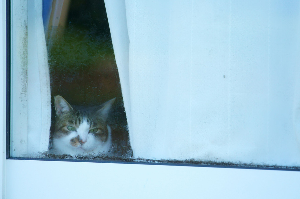 嵐の後の窓猫