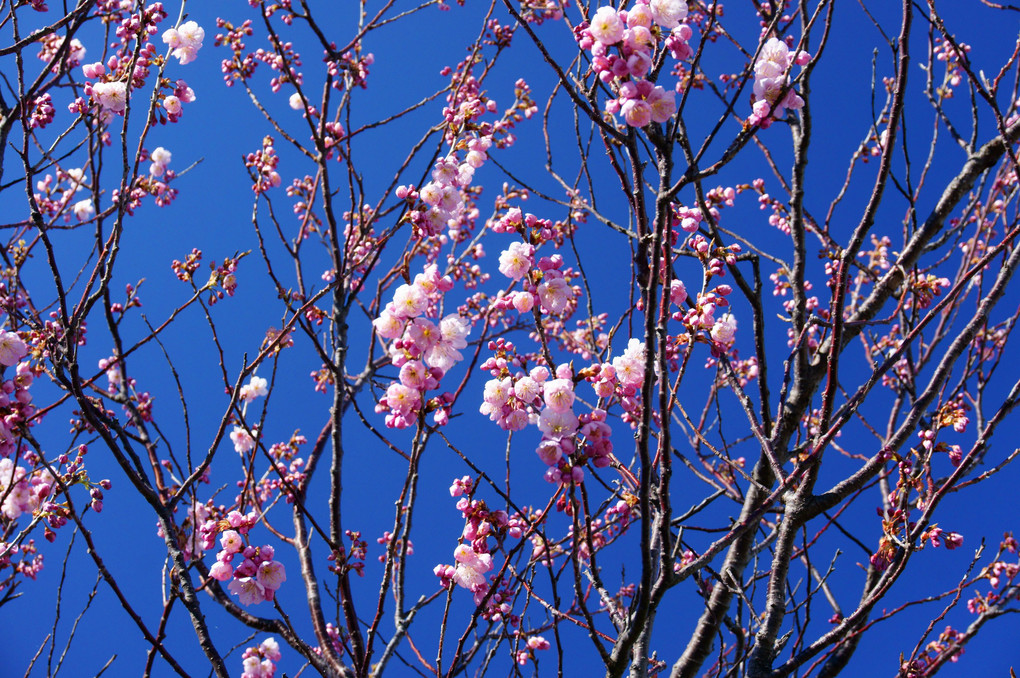 青空に早咲き桜