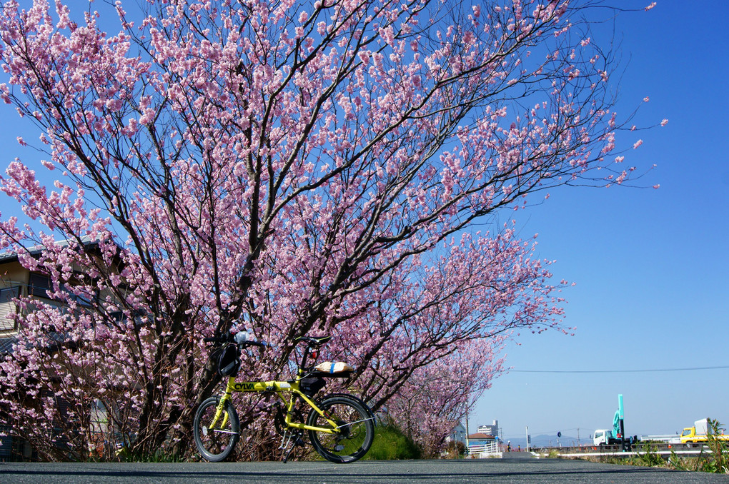 背景に早咲き桜