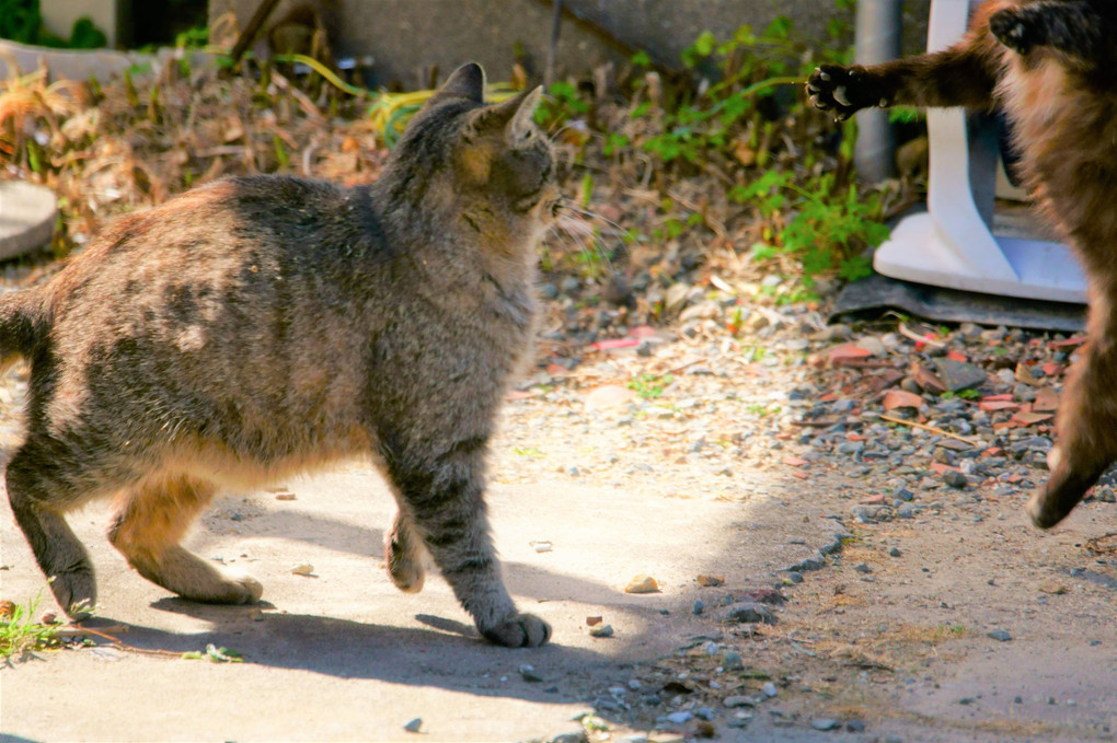 ネ・コ・パンチ‼