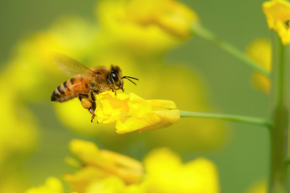 春のミツバチ