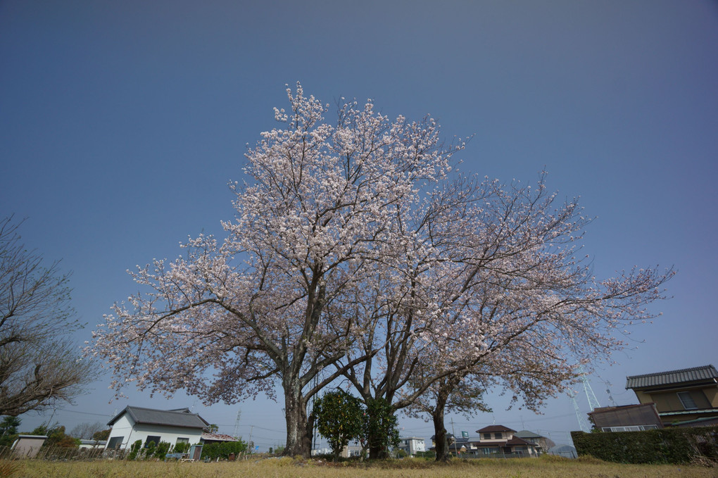 ゲートボール場の桜