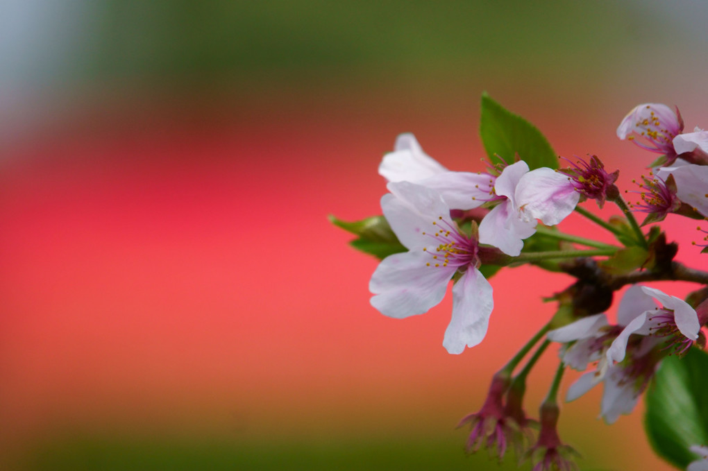 葉桜だけど