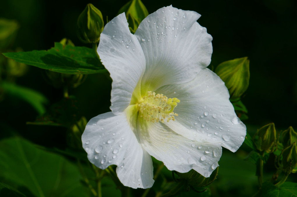 雨上がりの白花