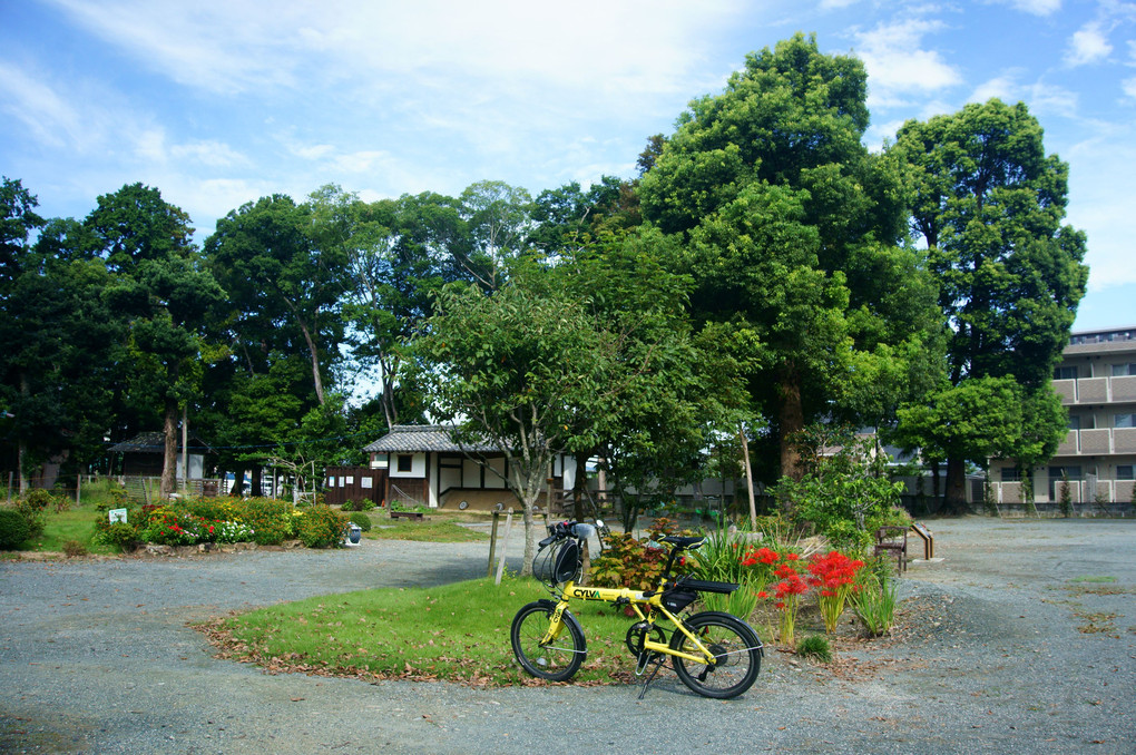 赤い花咲く公園