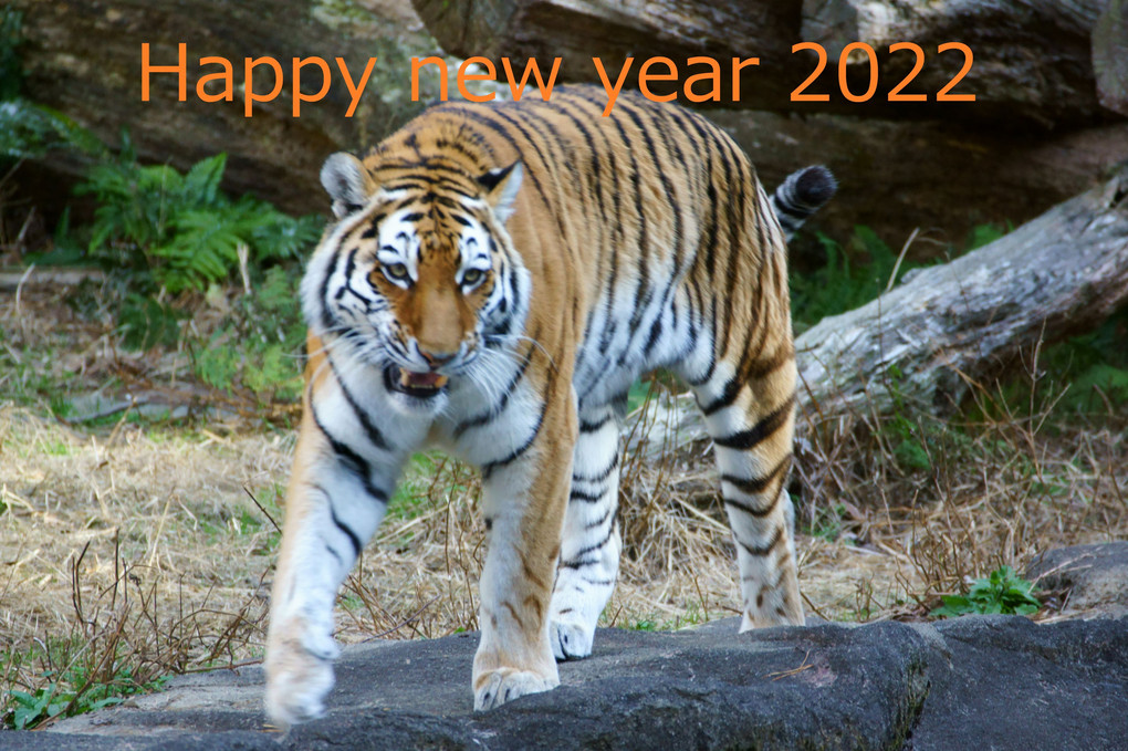 Happy new Year 2022