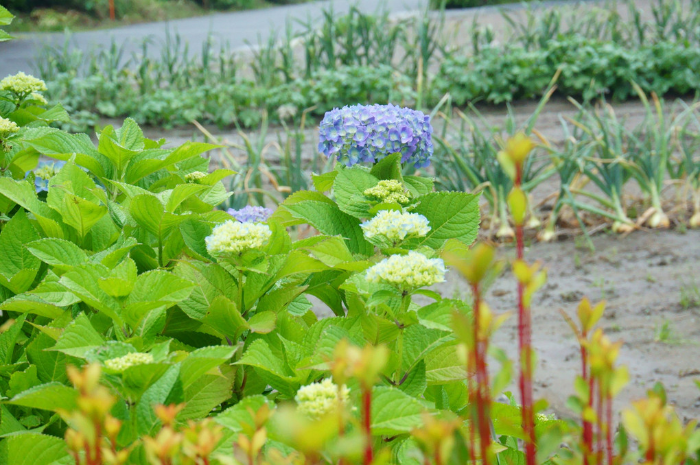 紫陽花の季節