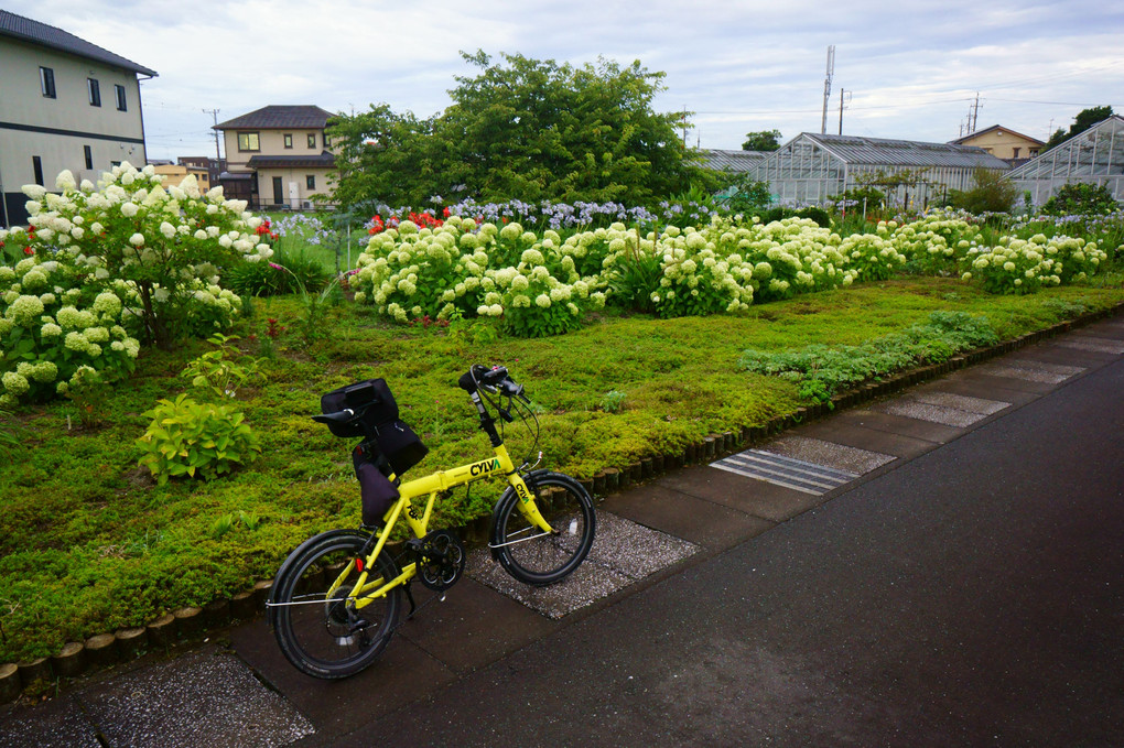 早朝の花壇