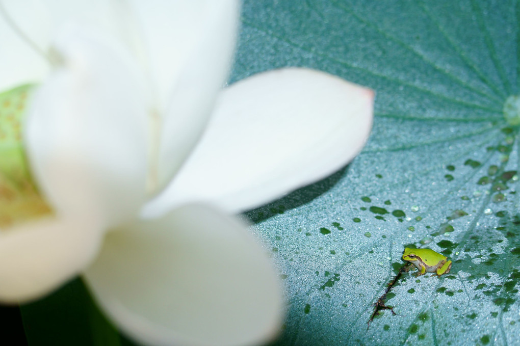 蓮花に向かうカエル