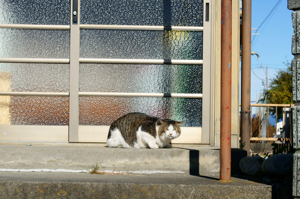 怖がるニャ