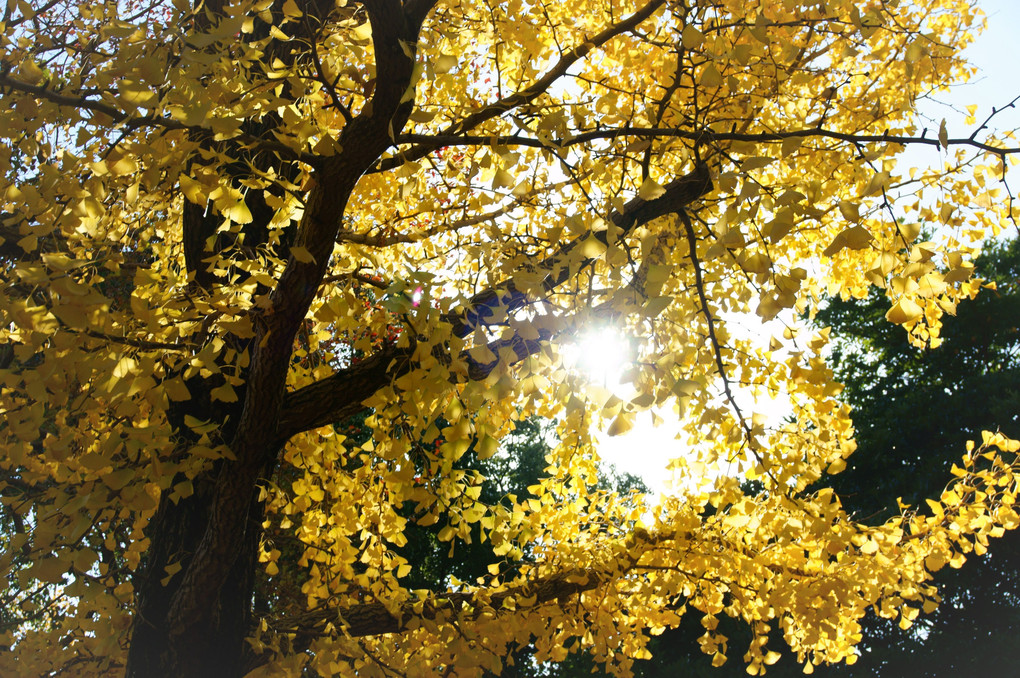 黄葉から木漏れ日