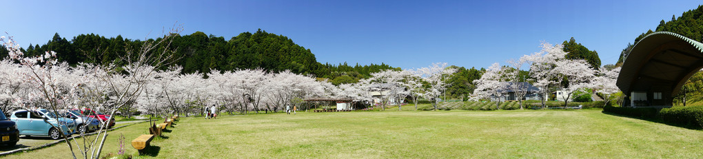 桜祭りは中止ですが