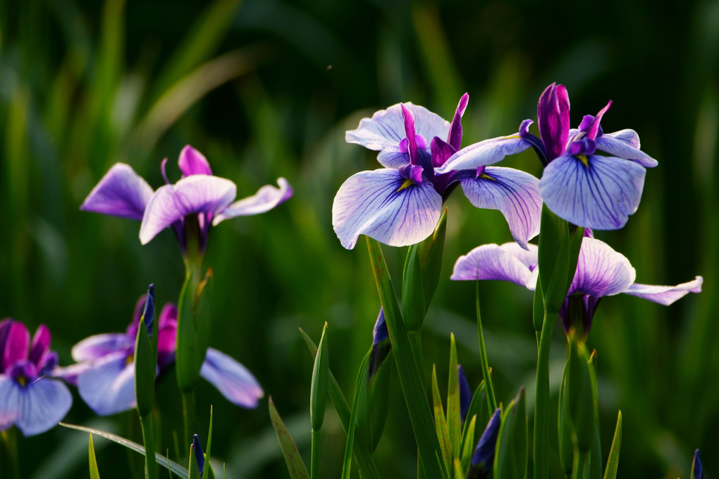 花菖蒲Ⅲ