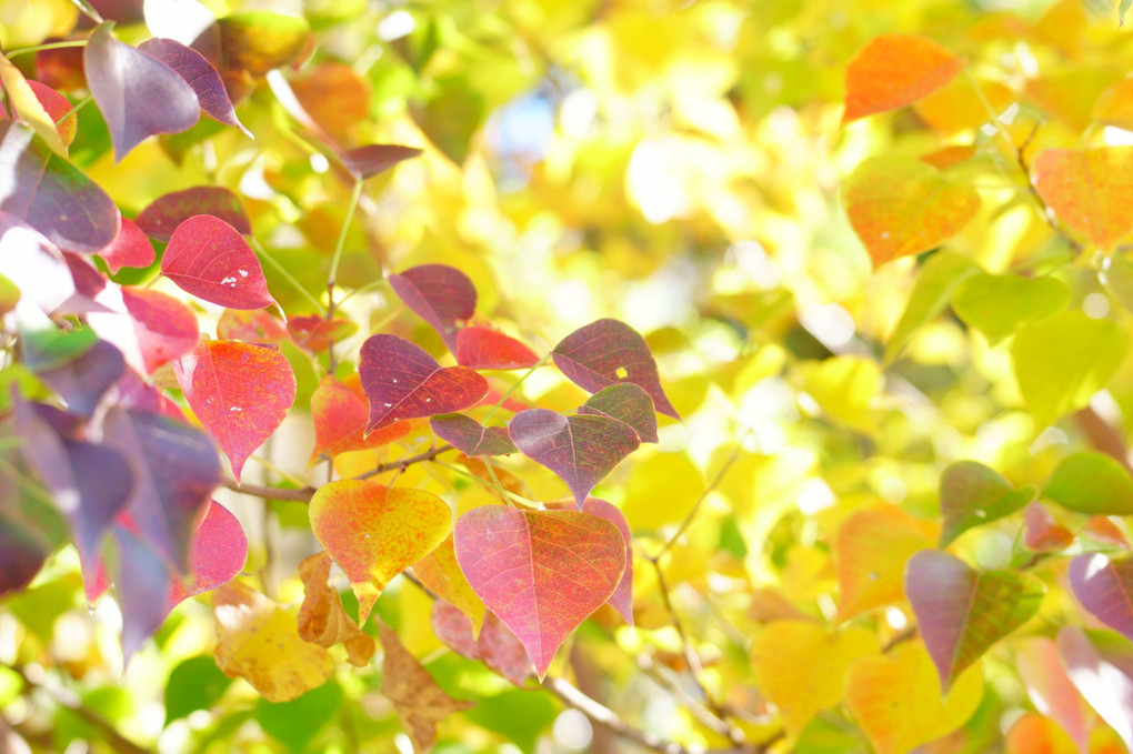 光と紅葉グラデーション