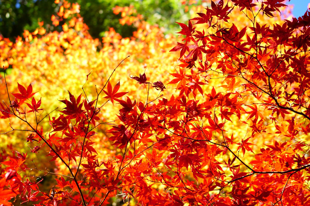 寺の紅葉