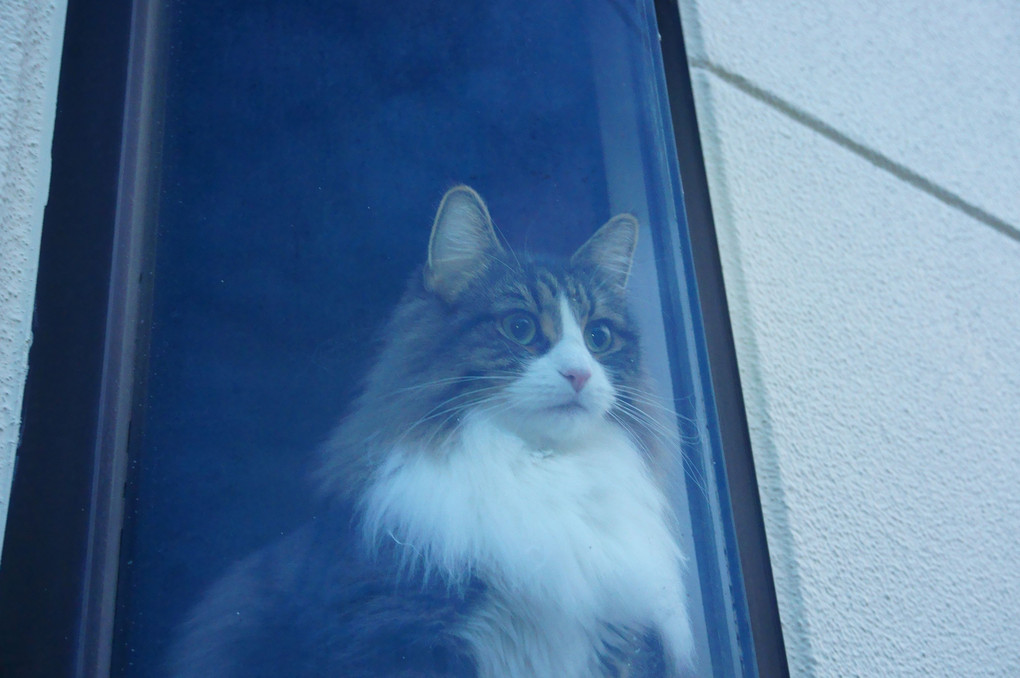 窓辺の美猫