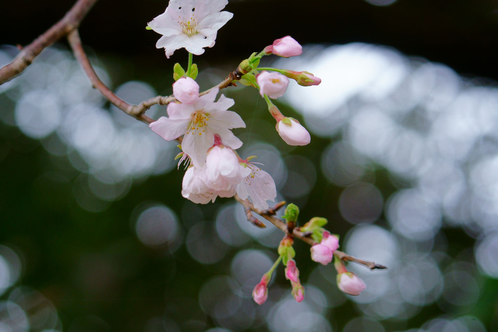 咲き始めた鎮守様の桜