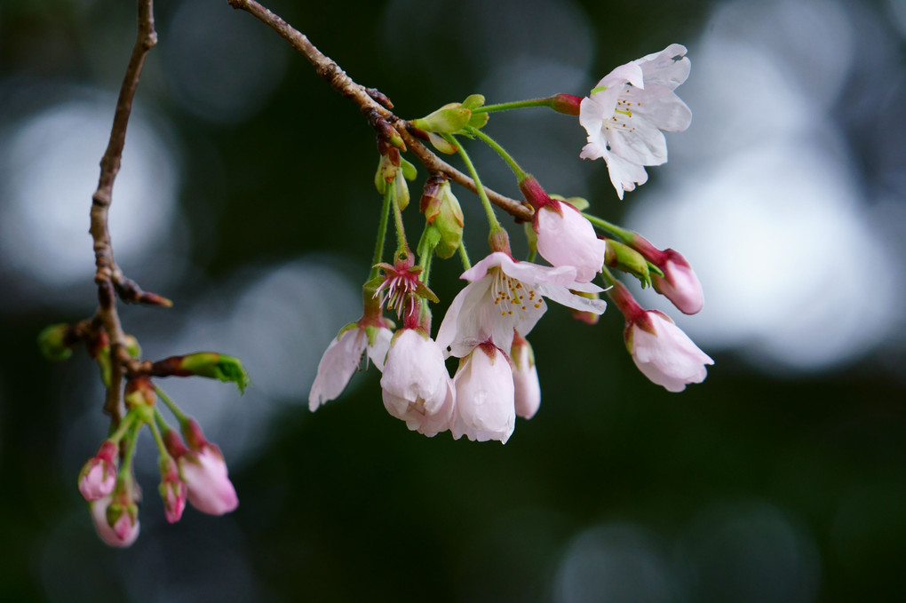 咲き始めた鎮守様の桜