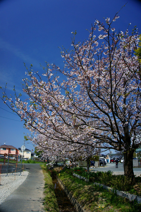 校門前の桜