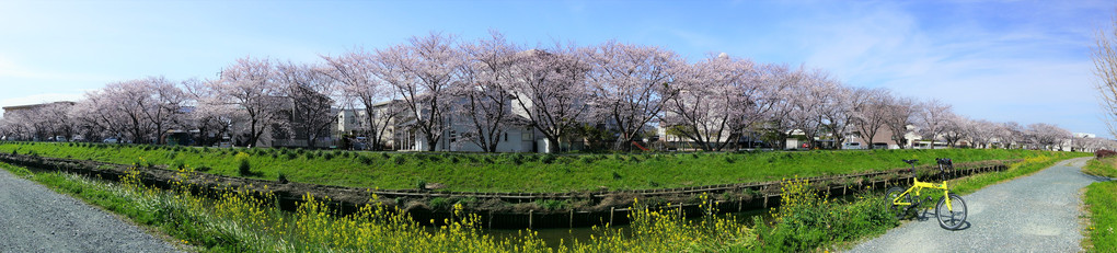 桜咲く川岸