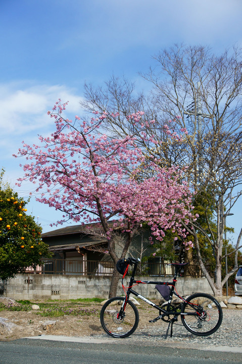 三月の桜 #壁紙2023#