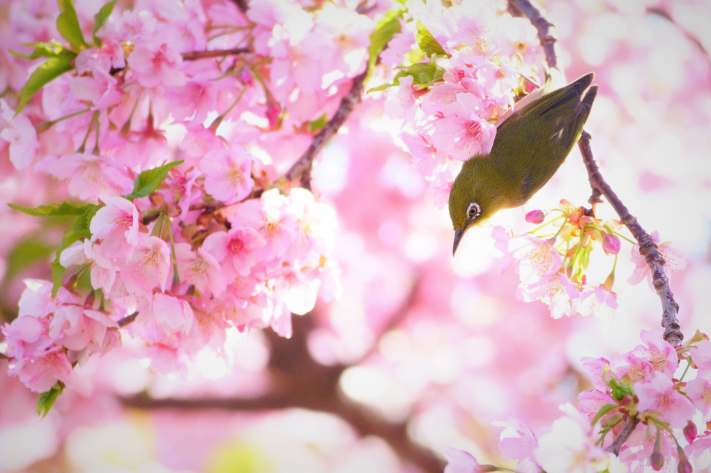 桜色の透過光