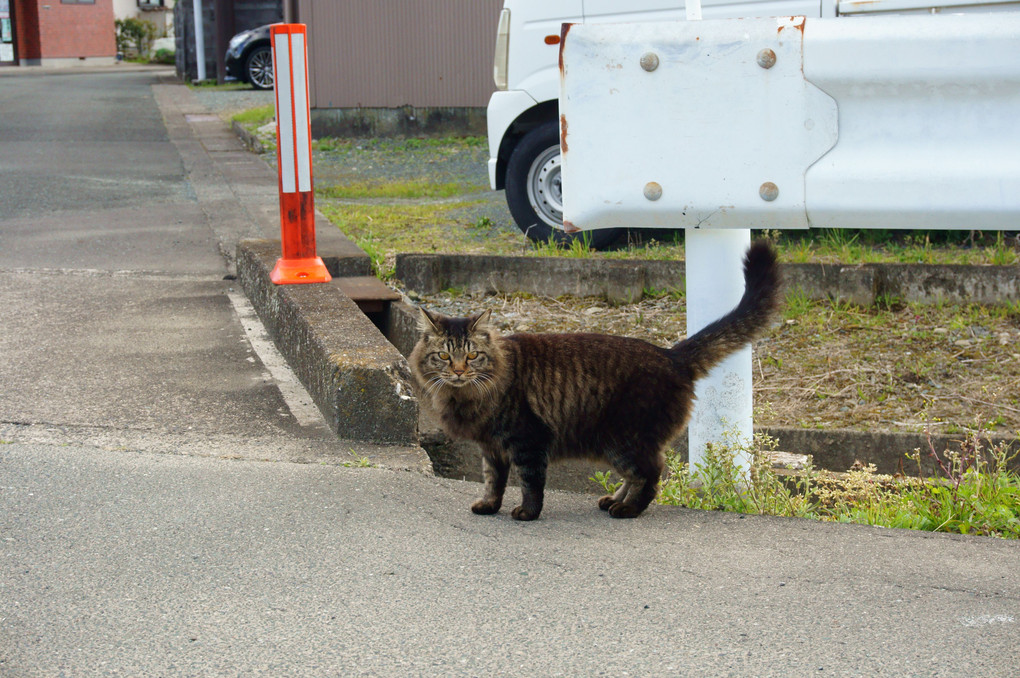 スリスリネコにゃⅡ