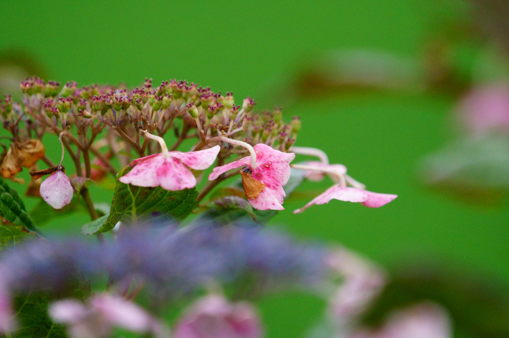 川辺の紫陽花