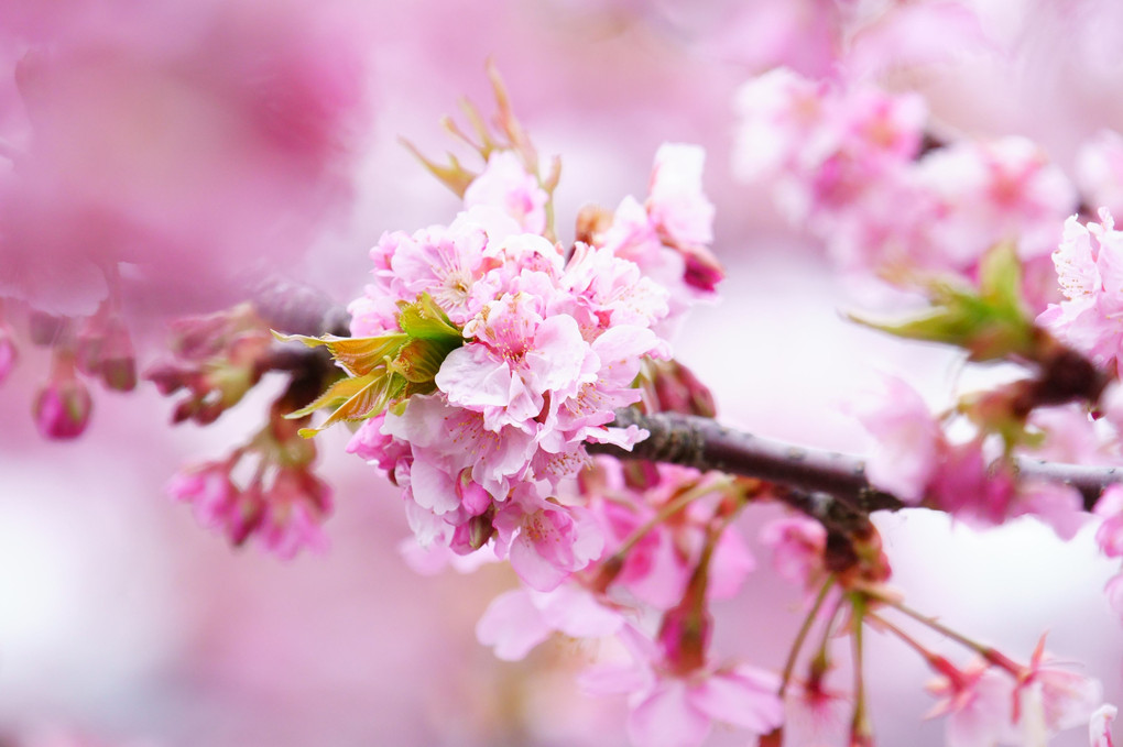 ・・・桜・・・