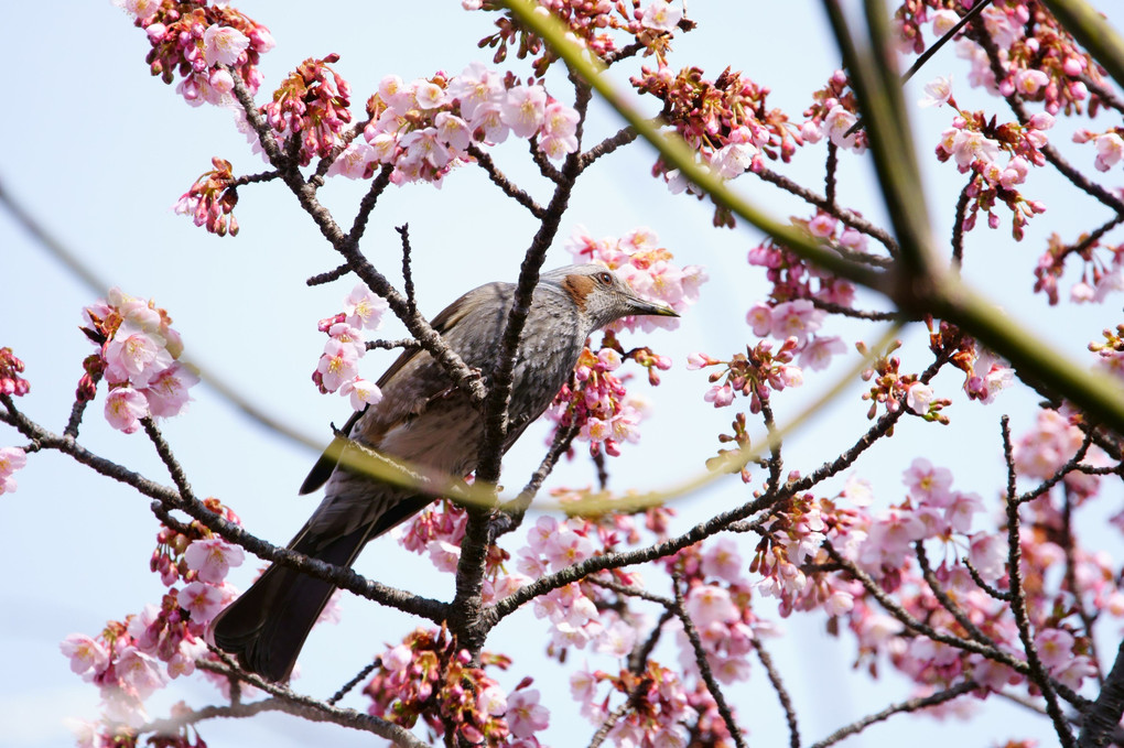 熱海桜の#ヒヨドリ#