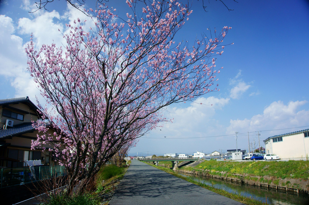 川端の早咲き桜