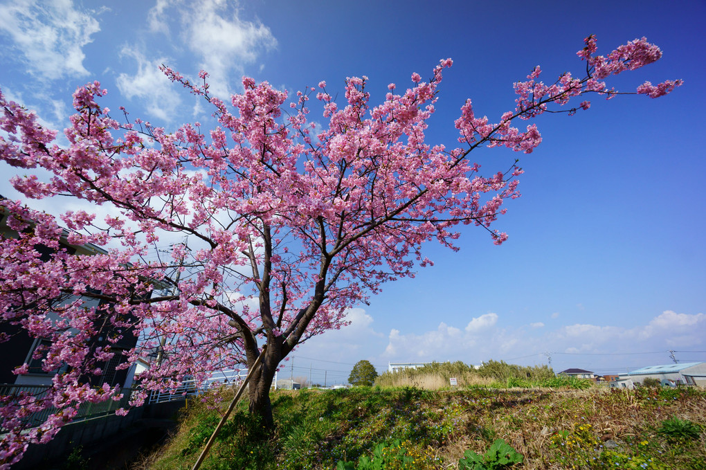 川端の早咲き桜