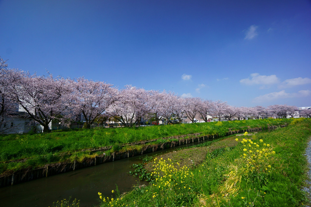 満開の川端桜 Ⅱ