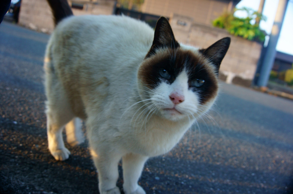 上目遣いだニャ