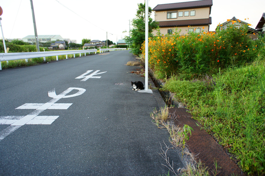 道端のネコちゃん