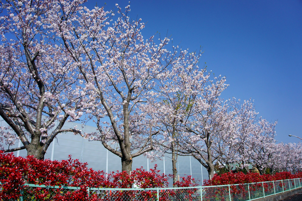 工場の桜並木