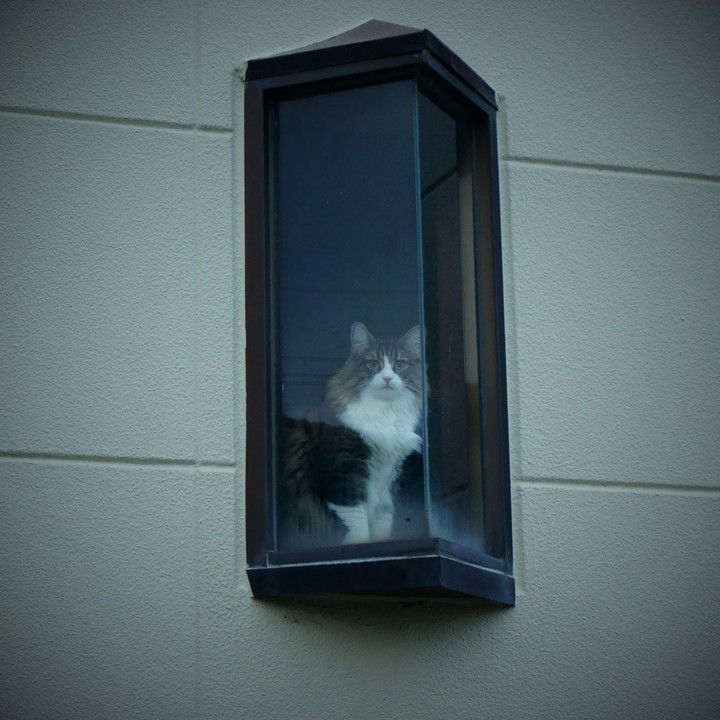 窓辺の美猫