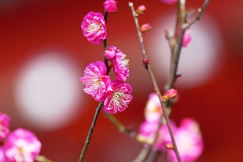 鎌倉荏柄天神社の紅白の梅
