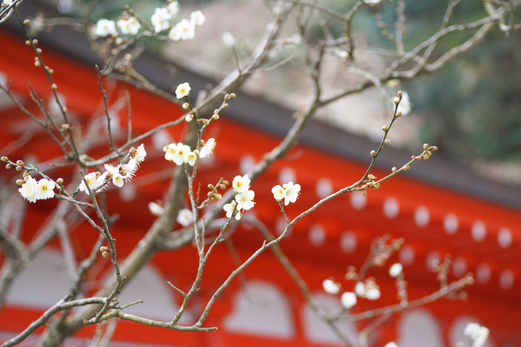 鎌倉荏柄天神社の紅白の梅