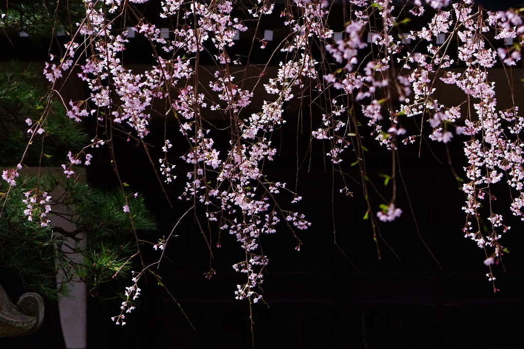 日本の和の春