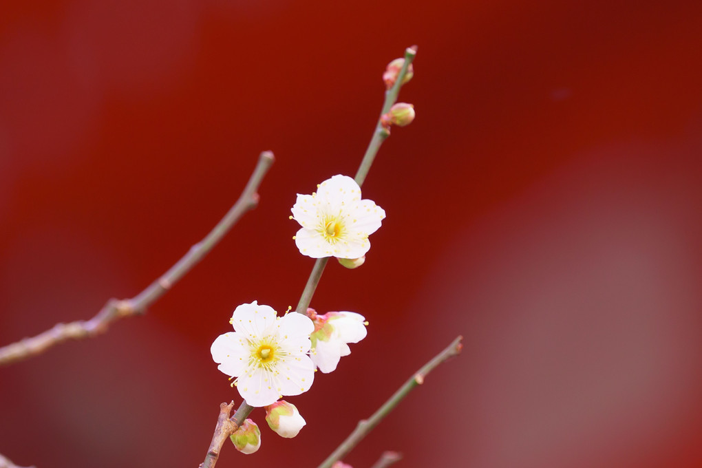 鎌倉の梅と河津桜
