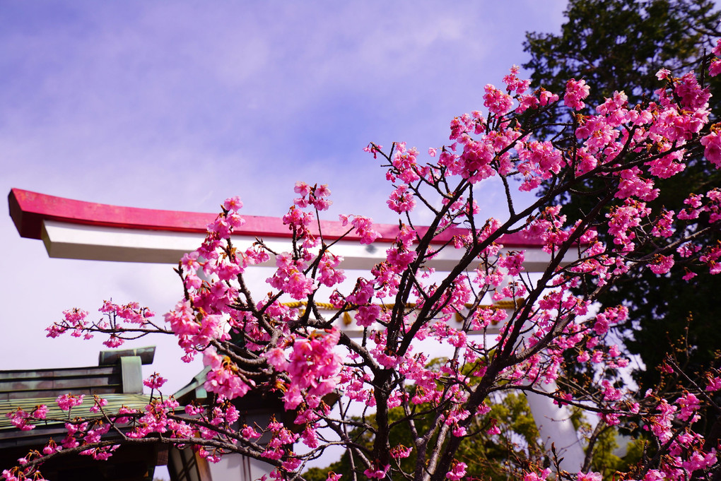 鎌倉の梅と河津桜